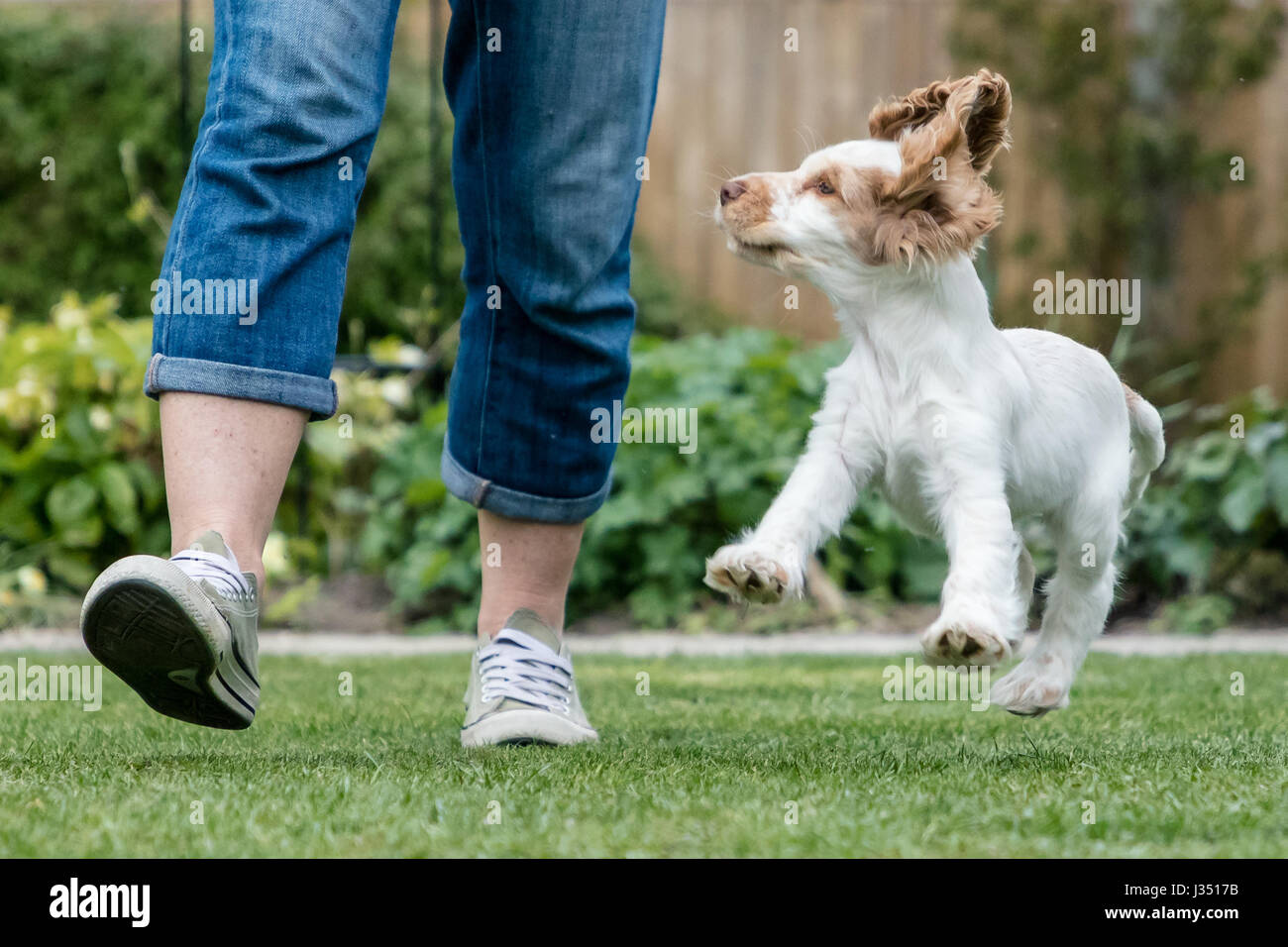 Mischievious playful cocker spaniel puppy running and jumping in garden Stock Photo