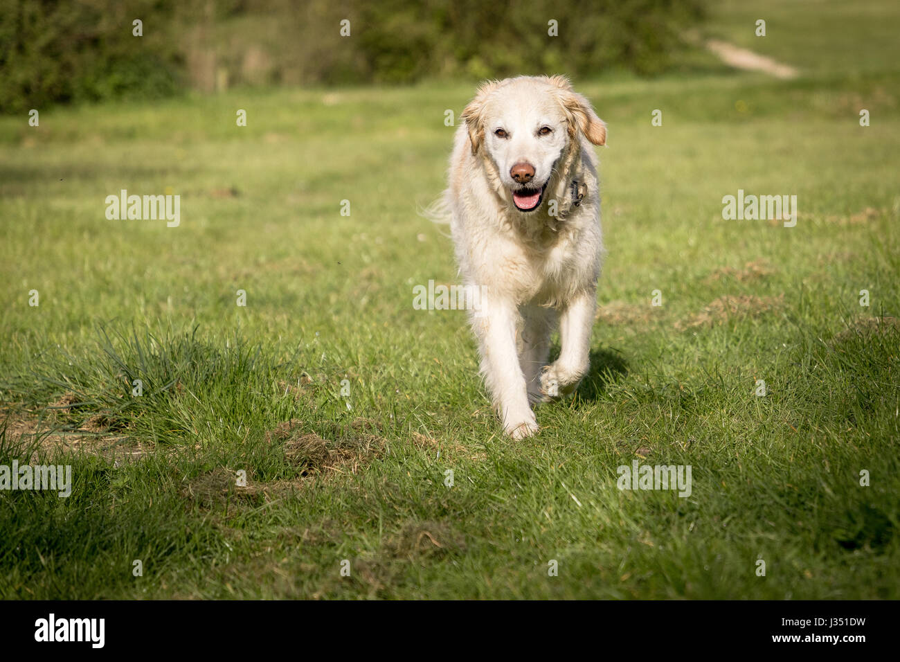Golden pal hi-res stock photography and images - Alamy, image size:1300x956