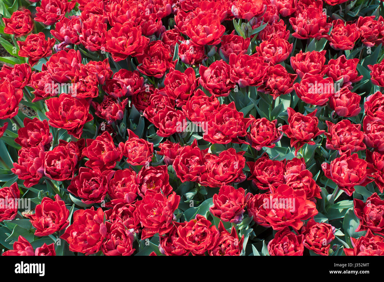 Red tulips background. Group of red tulips in the park. Spring landscape. Stock Photo