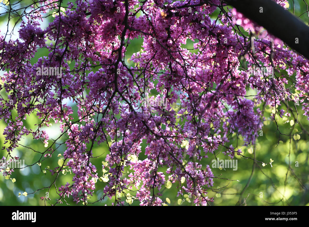 Trees in blossom Stock Photo - Alamy