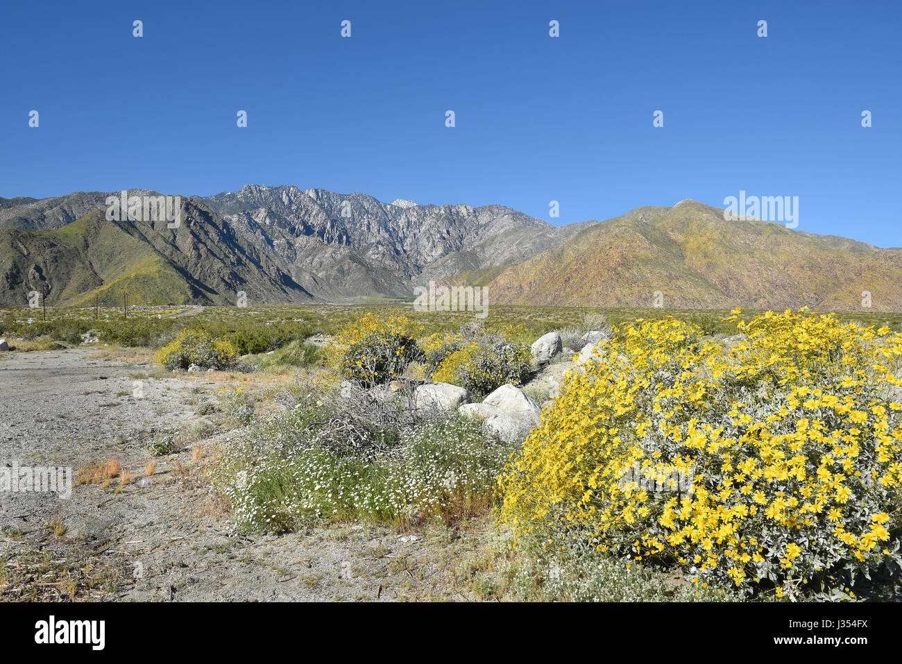 Desert Wildflowers with the San Jacinto Mountains in the background ...