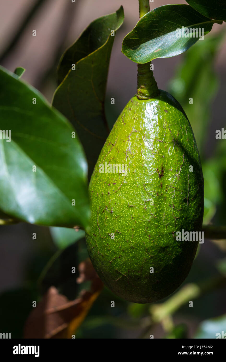Ripen an avocado hi-res stock photography and images - Alamy