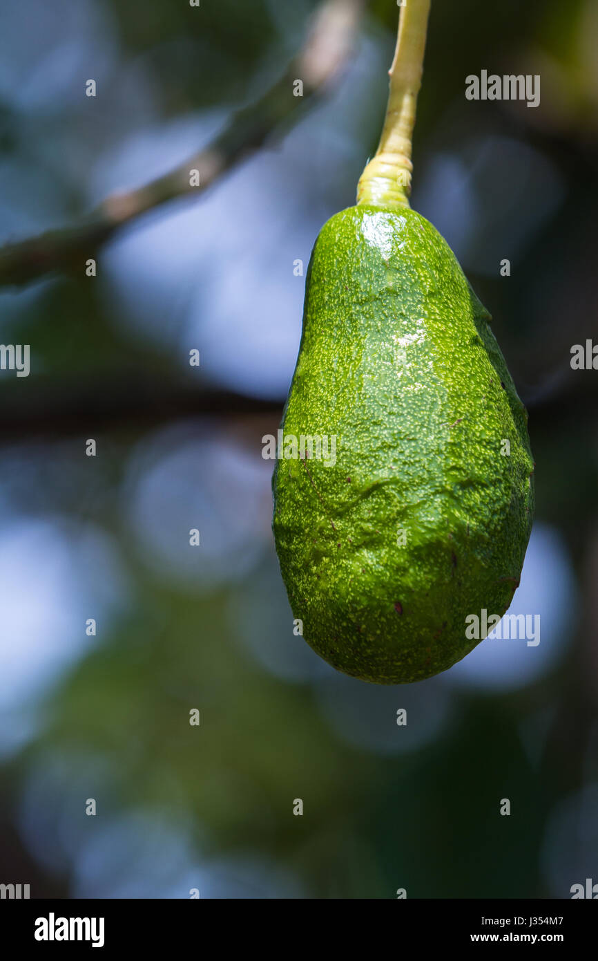 Avocado Trees Stock Photos & Avocado Trees Stock Images Alamy