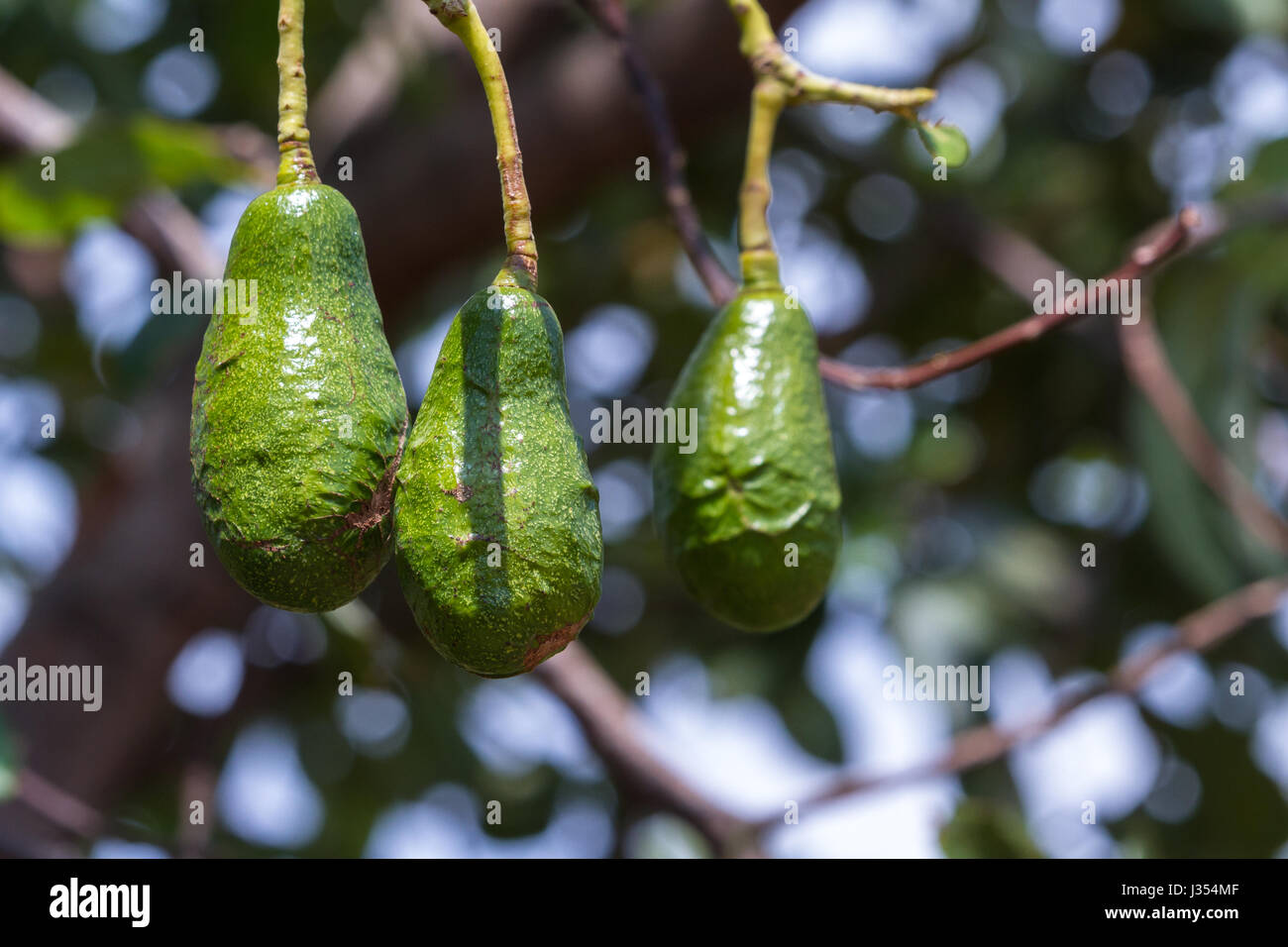 Hanging Avocado Stock Photos & Hanging Avocado Stock Images Alamy