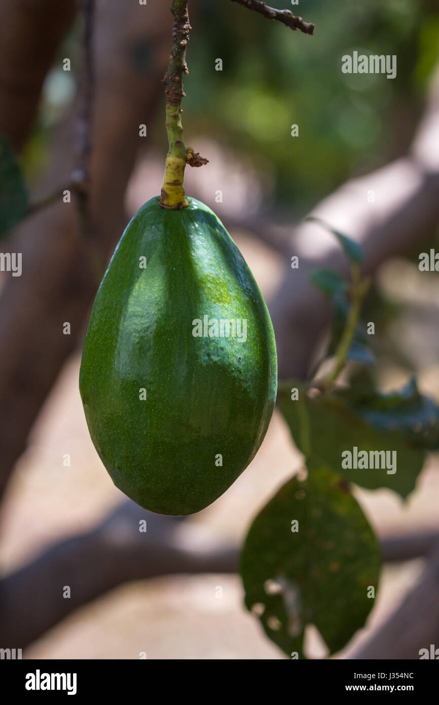 green hall avocado ripening on the tree in a small organic farm in