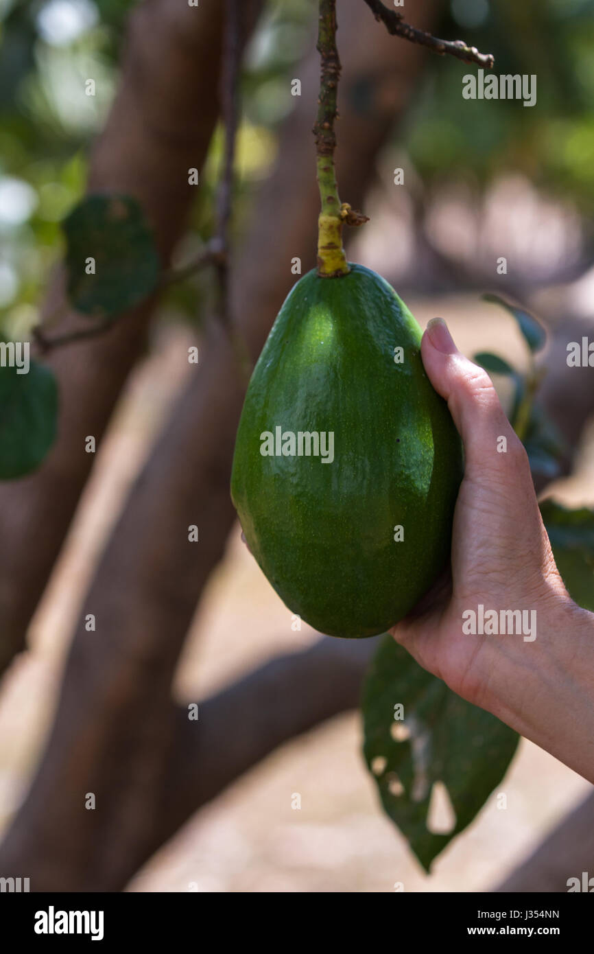 Hanging Avocado Stock Photos & Hanging Avocado Stock Images Alamy