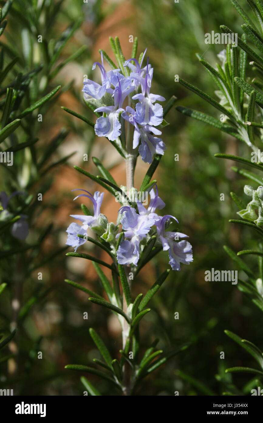 Flowering Rosemary in the garden Stock Photo Alamy