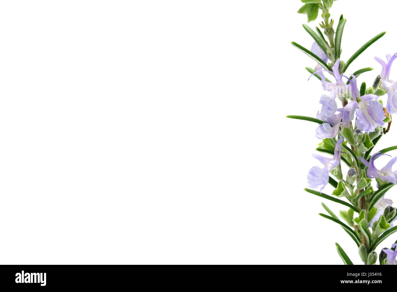 Rosemary Flowers on white Stock Photo Alamy