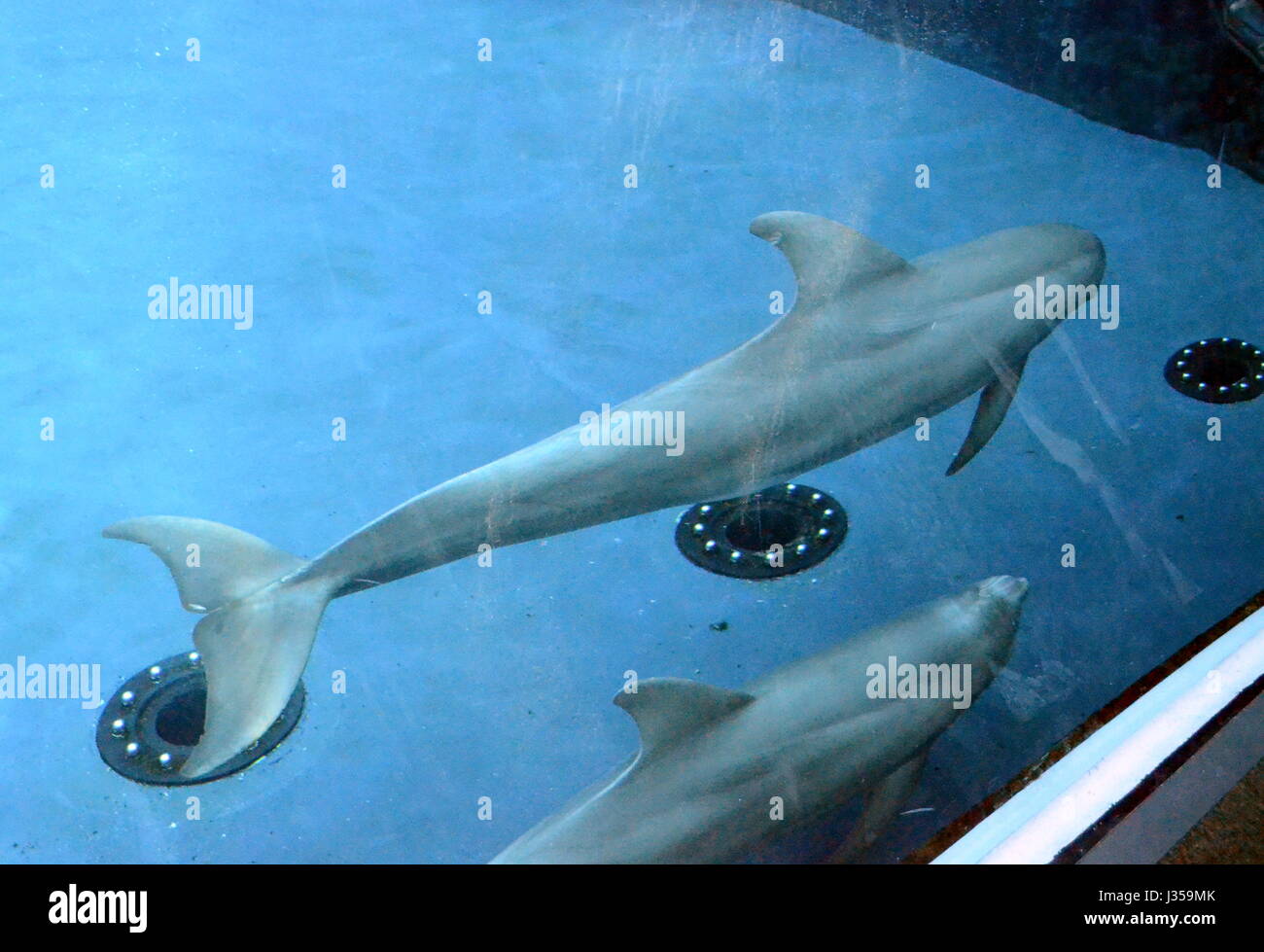 Two dolphins at the aquarium of Genoa Stock Photo