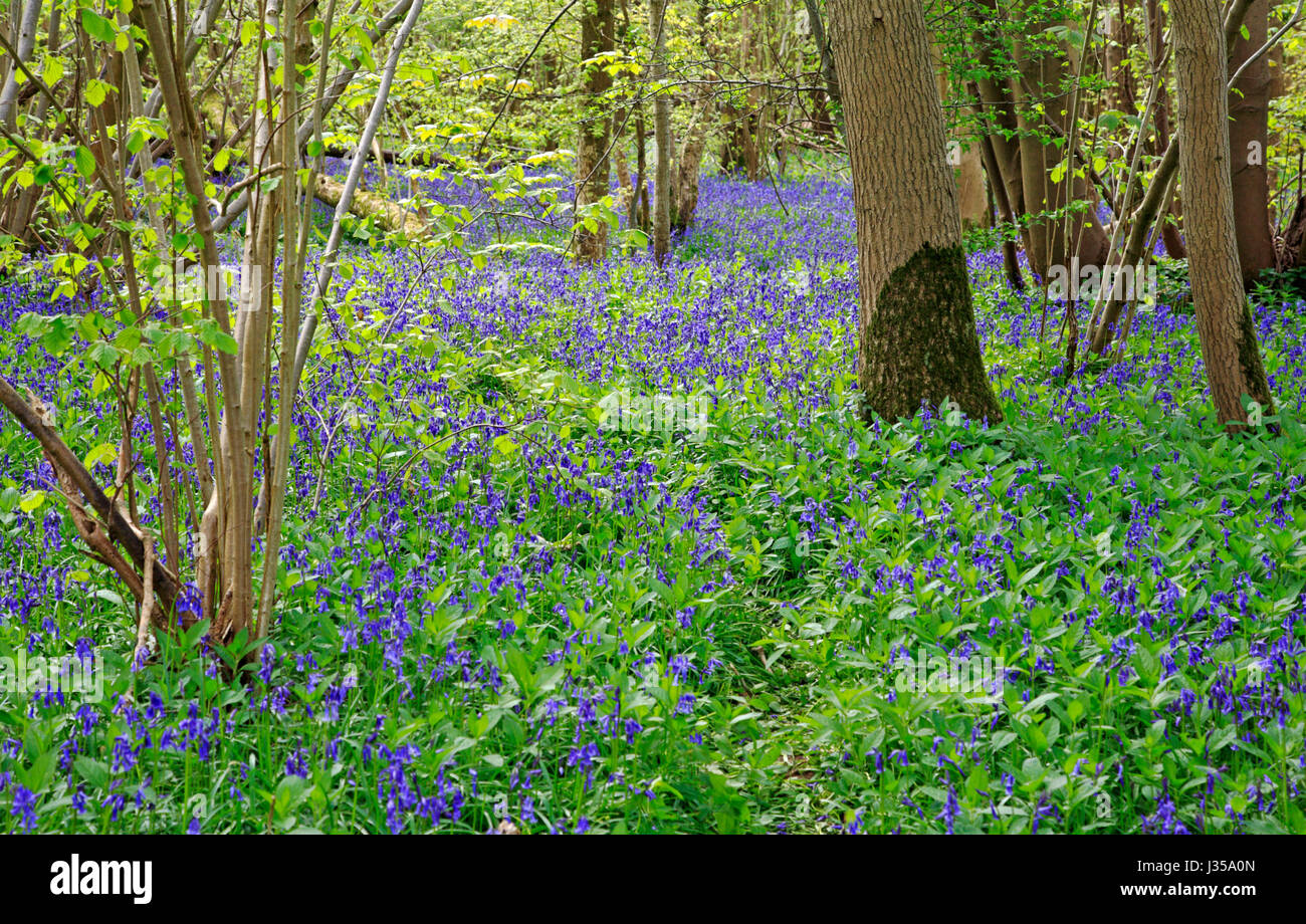 A view of bluebells, Hyacinthoides non-scripta, on an ancient woodland floor at Foxley, Norfolk, England, United Kingdom. Stock Photo