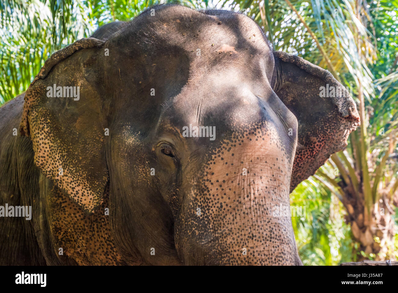 Portrait of old asian jungle elephant, thick skin Stock Photo