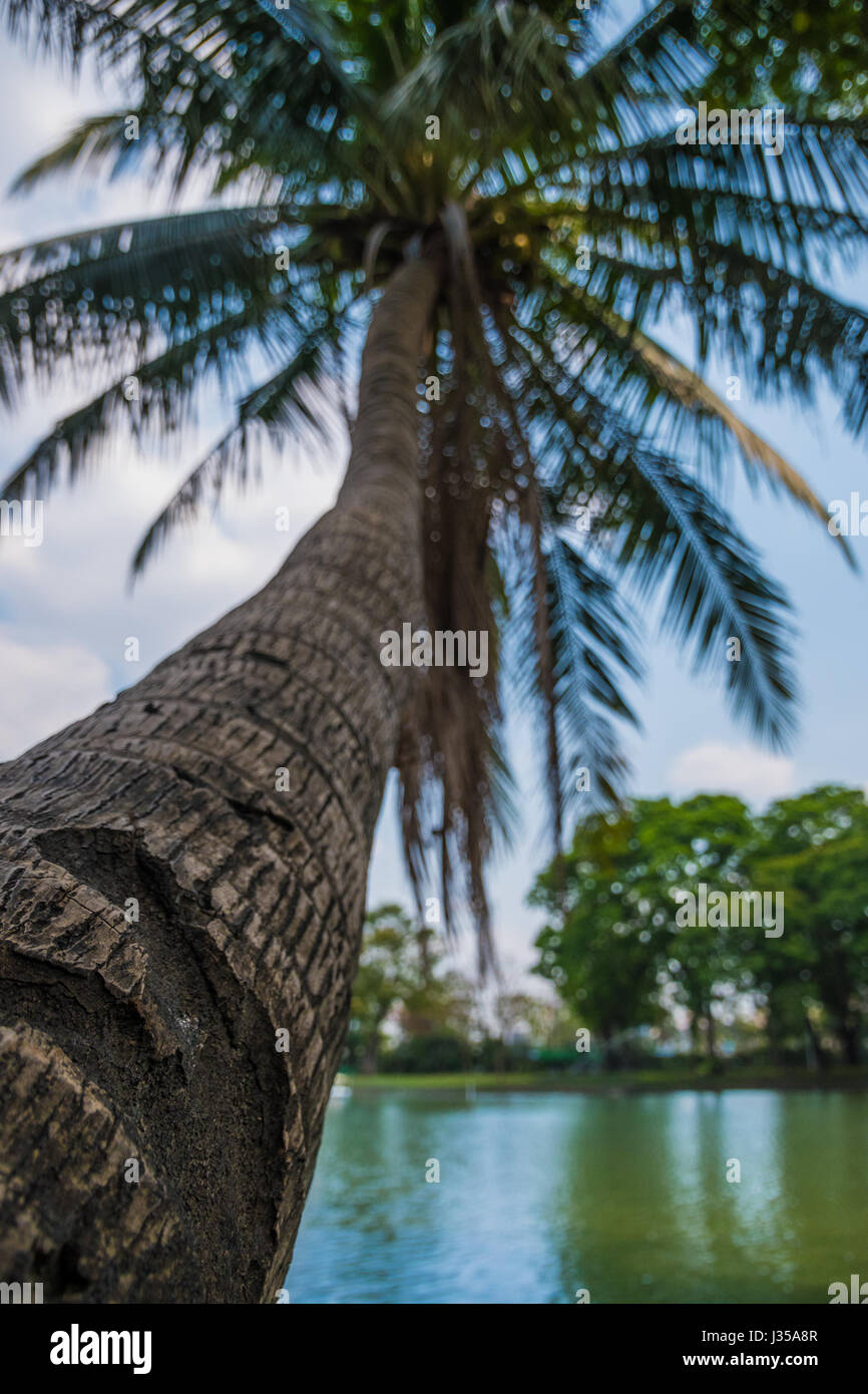 Coconut palm tree growing skewed over water Stock Photo Alamy