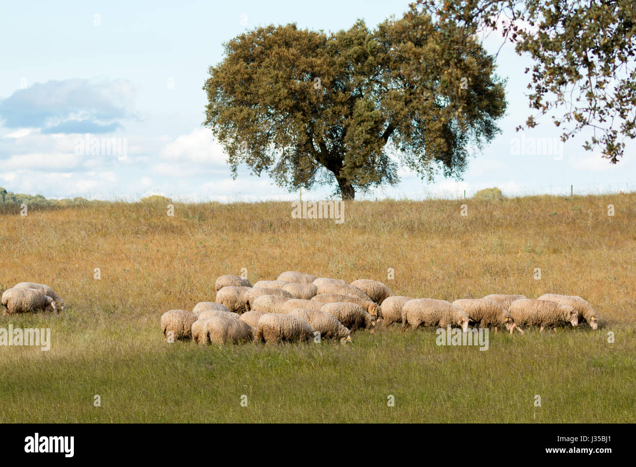 Sheep grazing on a green meadow in de center of Spain Stock Photo - Alamy