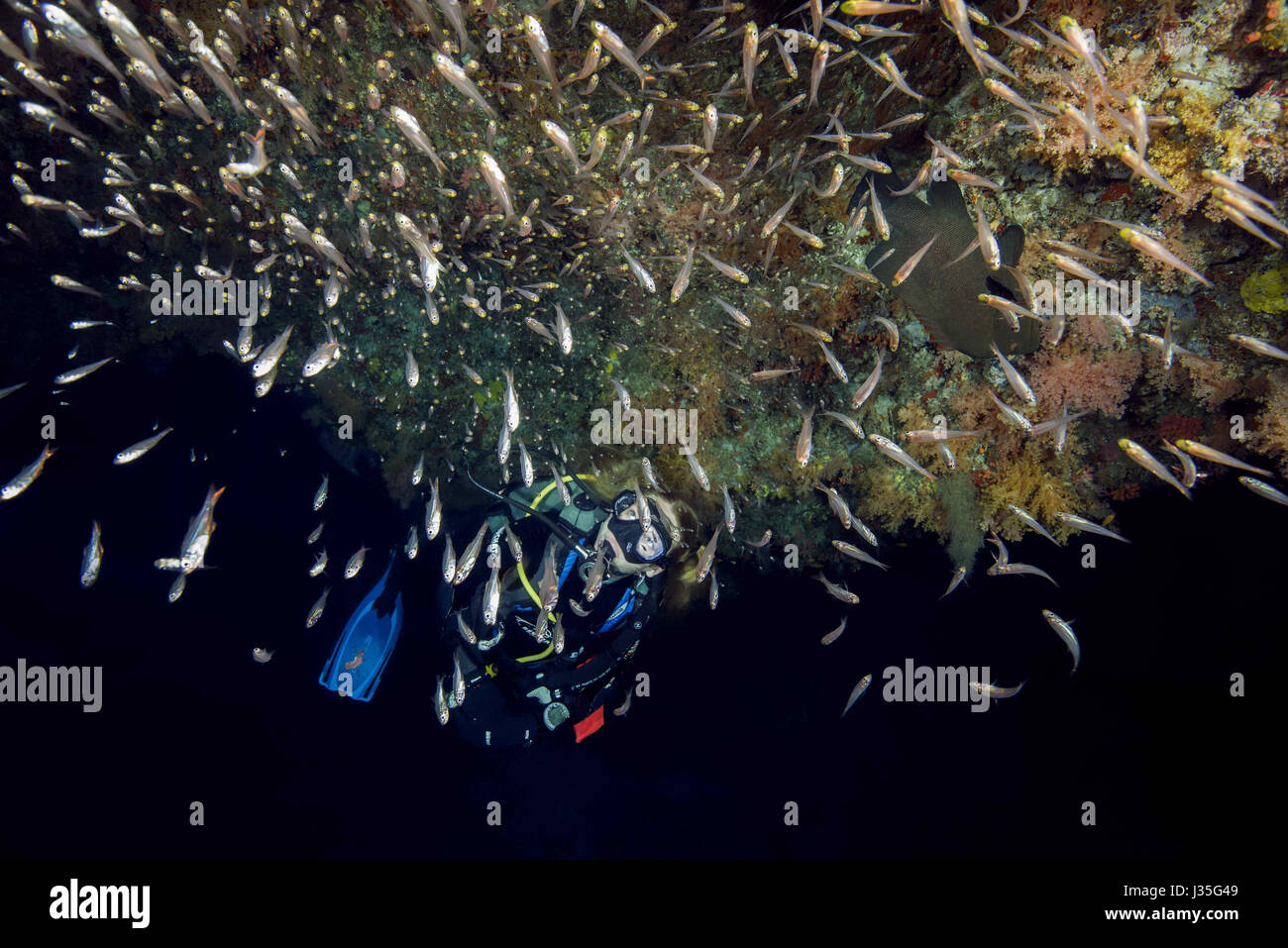 Indian Ocean, Maldives. 21st Mar, 2017. Female scuba diver and school of fish Pigmy Sweeper (Pempherichthys guentheri) in the night, Indian Ocean, Maldives Credit: Andrey Nekrasov/ZUMA Wire/ZUMAPRESS.com/Alamy Live News Stock Photo