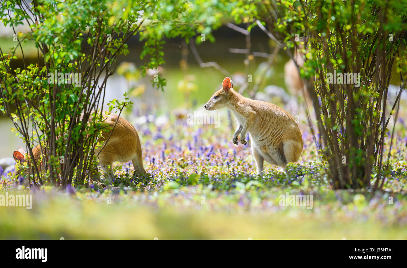 Munich, Germany. 2nd May, 2017. Kangaroos in an enclosure in the Hellabrunn Zoo in Munich, Germany, 2 May 2017. Photo: Florian Eckl/dpa/Alamy Live News Stock Photo