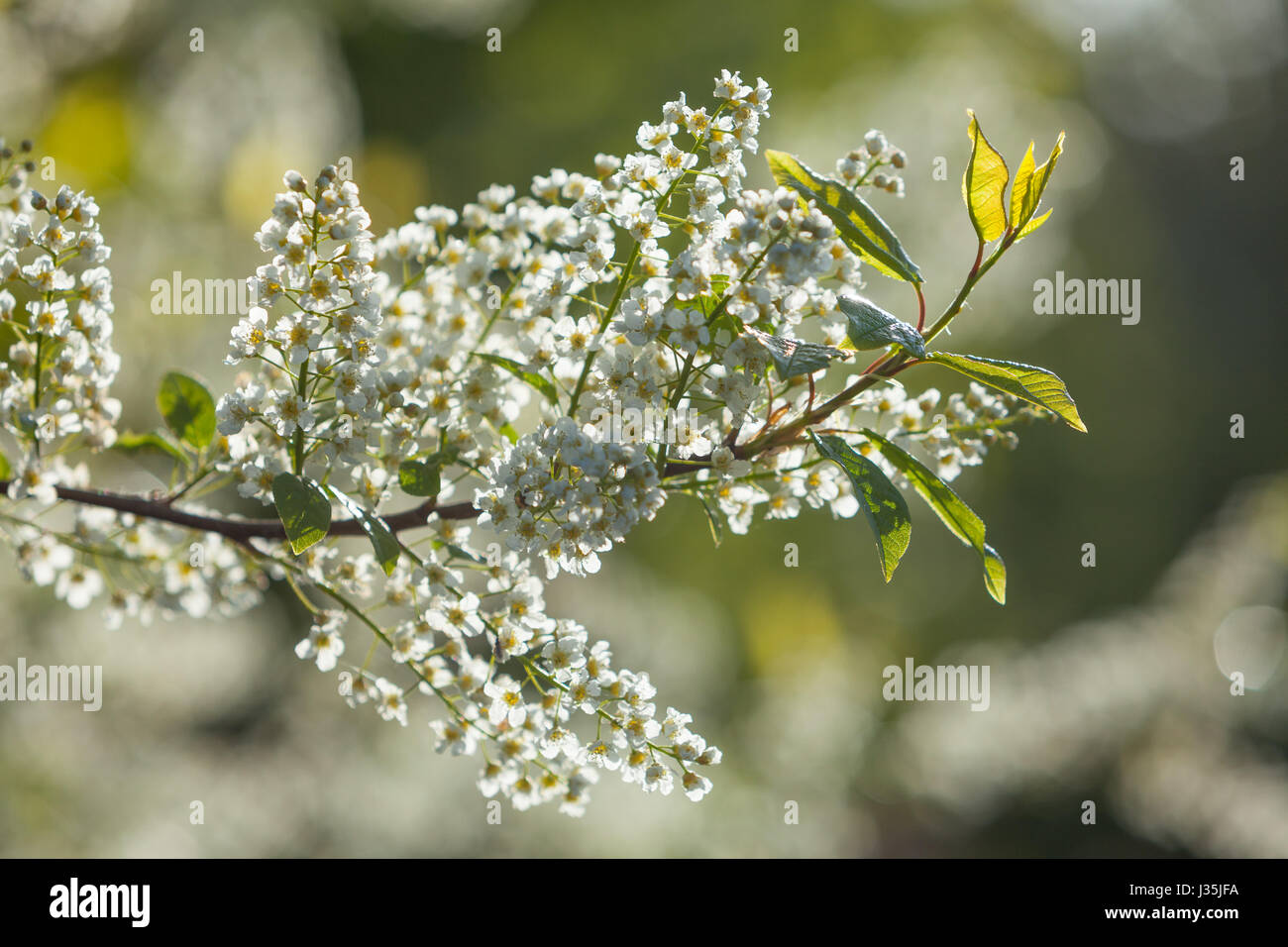 Barton-upon-Humber, North Lincolnshire, UK. 3rd May, 2017. UK Weather: Early morning sunlight backlights blossom on a Spring day in the England. Barton-upon-Humber, North Lincolnshire, UK. 3rd May, 2017. Credit: LEE BEEL/Alamy Live News Stock Photo