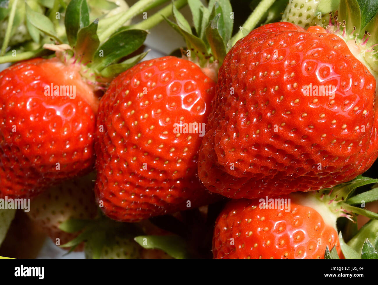 Fresh strawberries on the Meyer family farm in Otze, Germany, 3 may