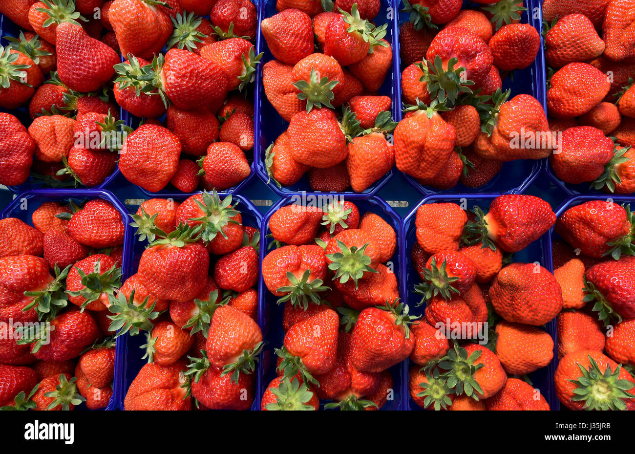 Fresh strawberries on the Meyer family farm in Otze, Germany, 3 may