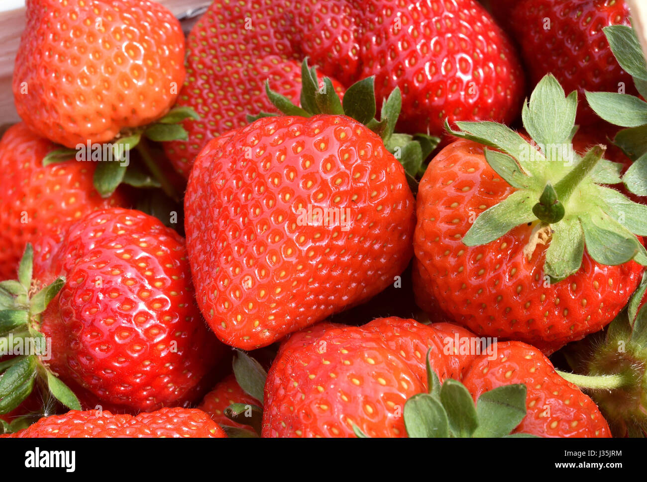 Fresh strawberries on the Meyer family farm in Otze, Germany, 3 may