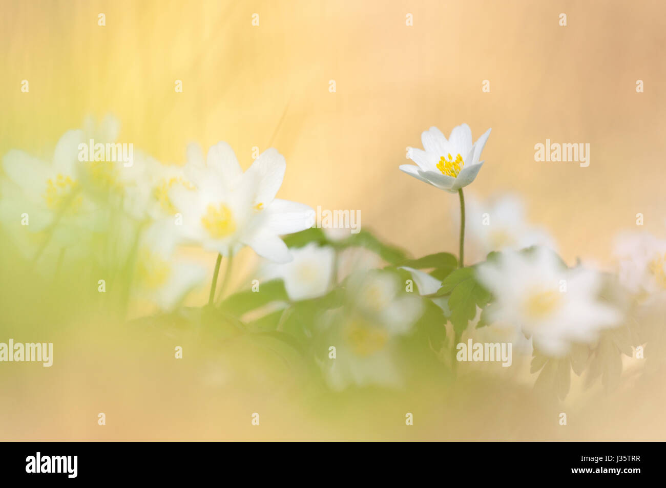 windflower, Anemone nemorosa Stock Photo