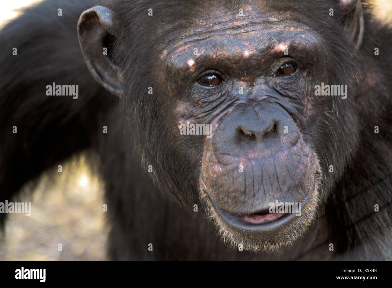 A female chimpanzee (Pan troglodytes) poses for a portrait. Sweetwaters Chimpanzee Sanctuary, Kenya. Stock Photo