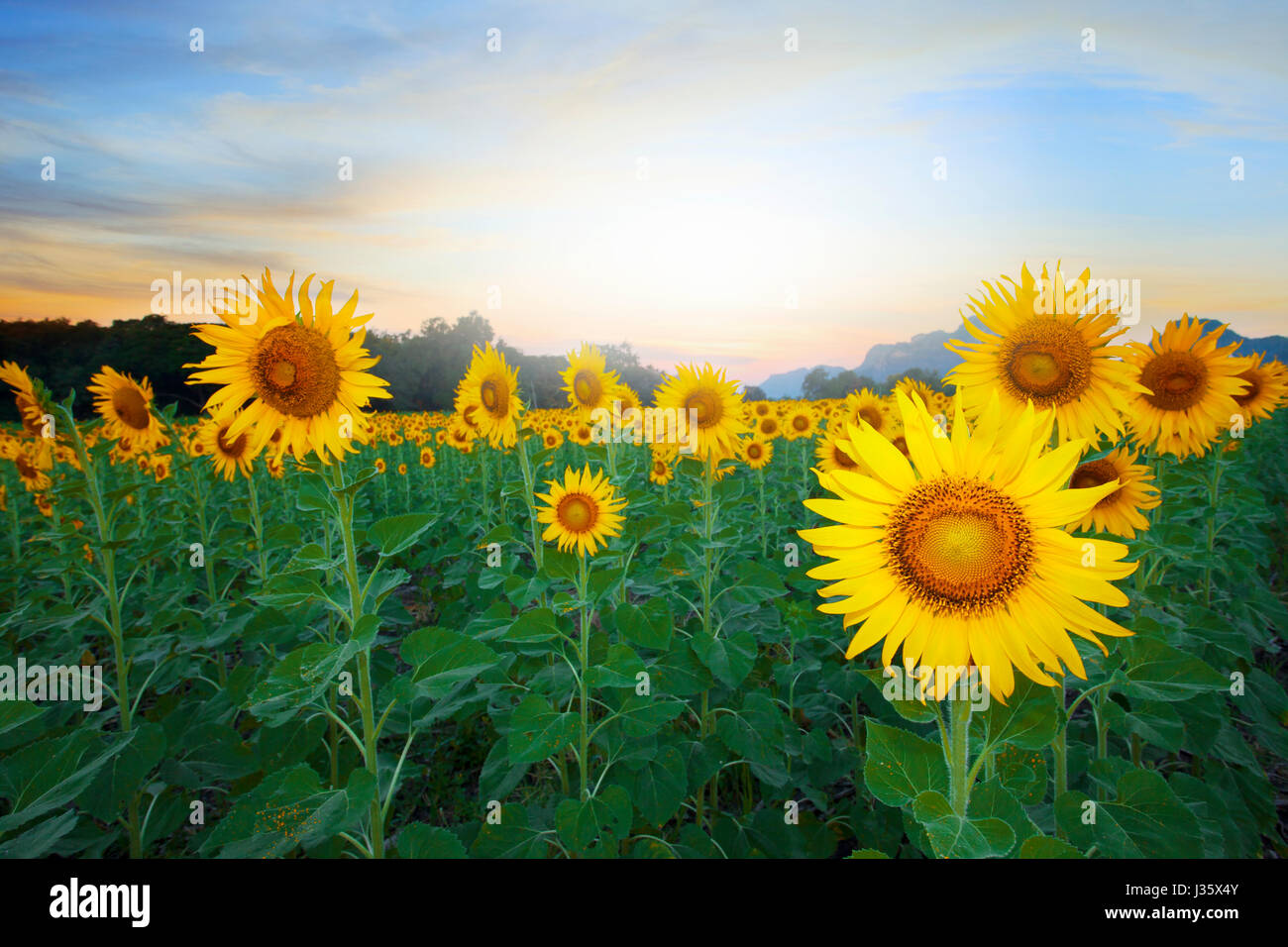 land scape of agriculture of sunflowers field against beautiful dusky ...