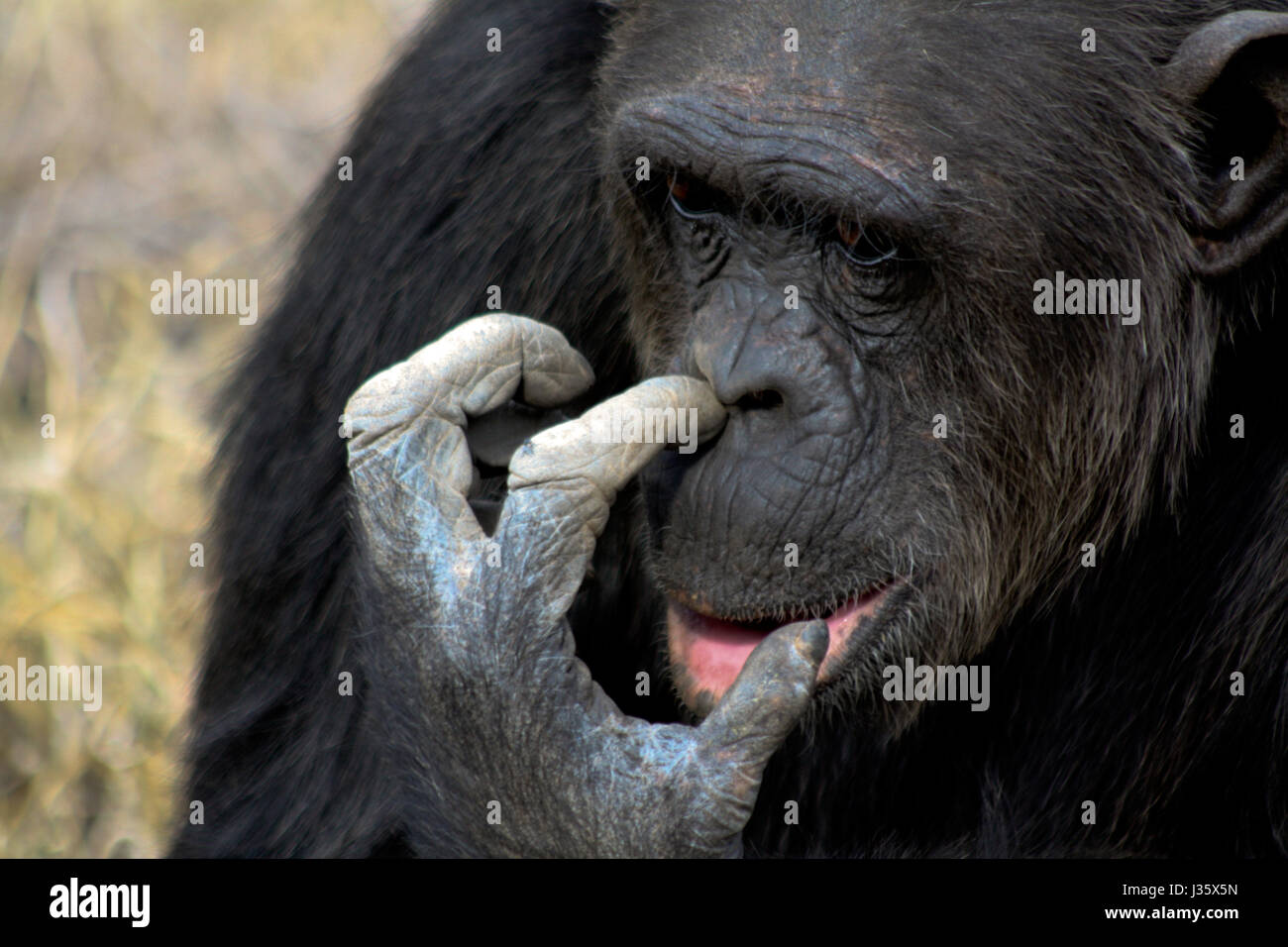 A male chimpanzee (Pan troglodytes) picks his nose. Sweetwaters Chimpanzee Sanctuary, Kenya. Stock Photo