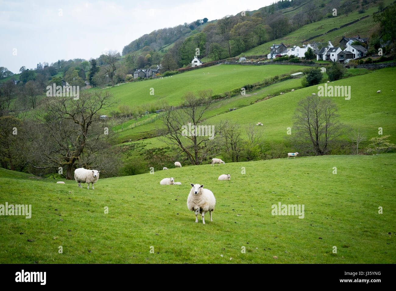 Countryside around Troutbeck near Lake Windemere in the Lake District , Cumbria , England. Stock Photo