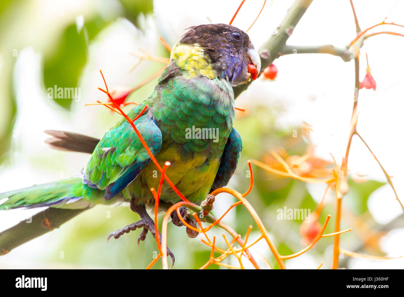 Austraian Ringneck. Barnardius zonarius, Wattle Grove, Peth, Western Australia. Stock Photo