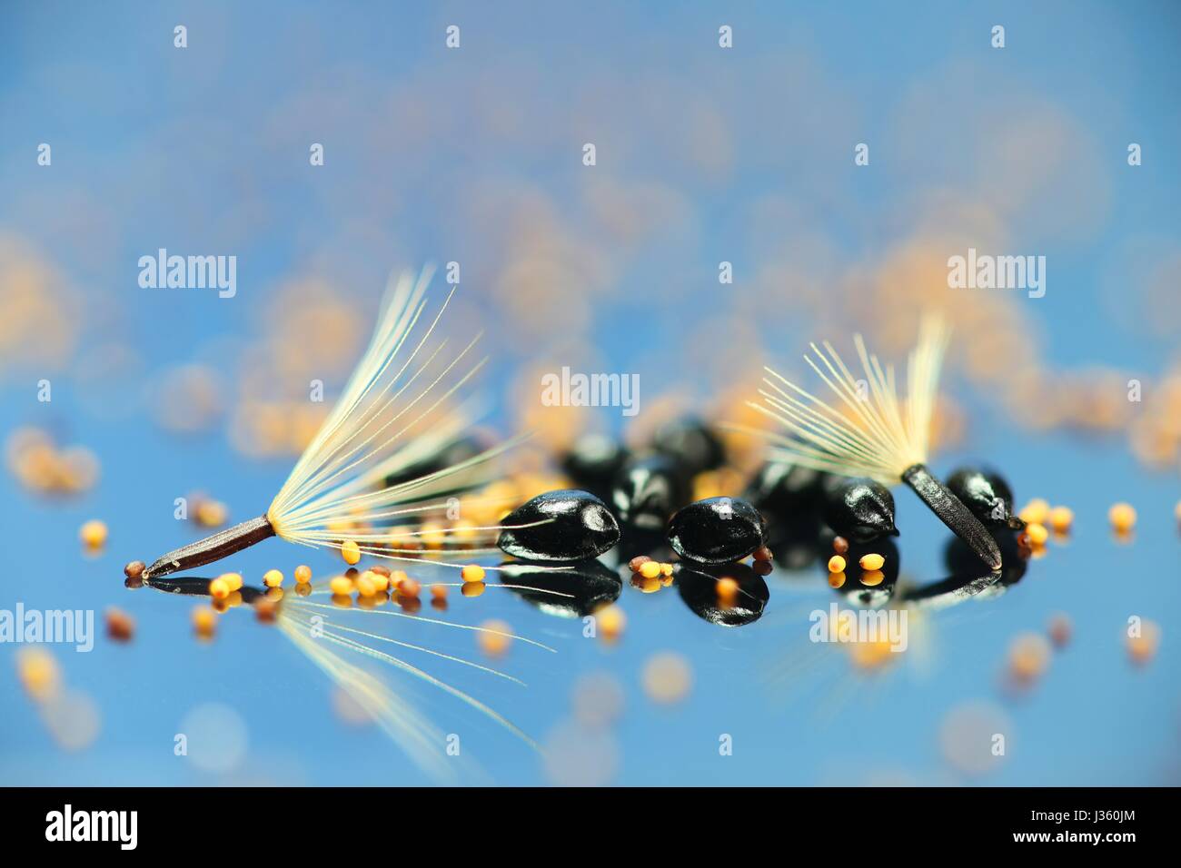 Seeds of wild plants, white are Common Columbine, black are Northern Hawkweed and small golden are Toadrush Stock Photo