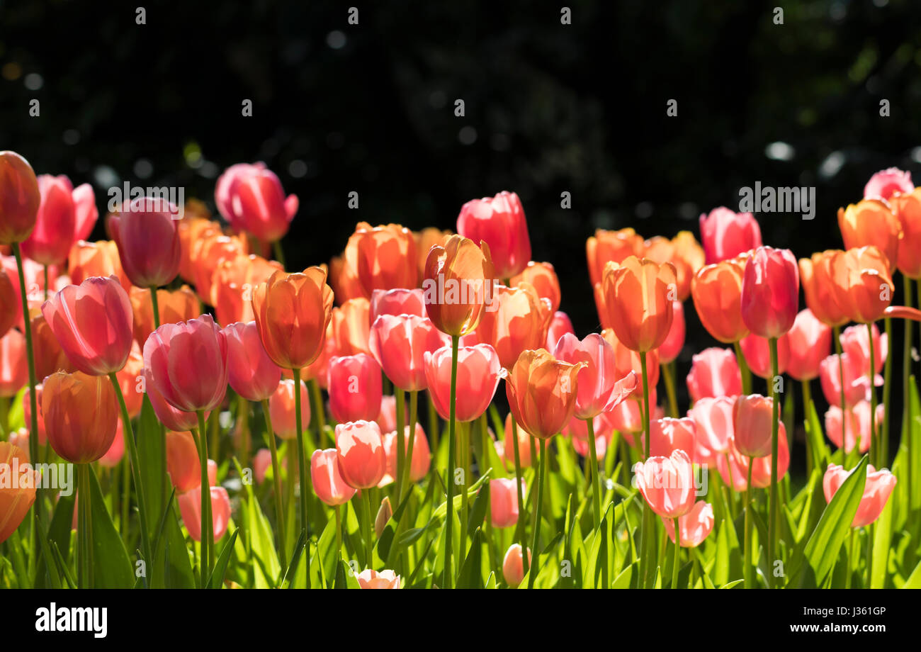cultivation of tulips - park sigurtà Stock Photo