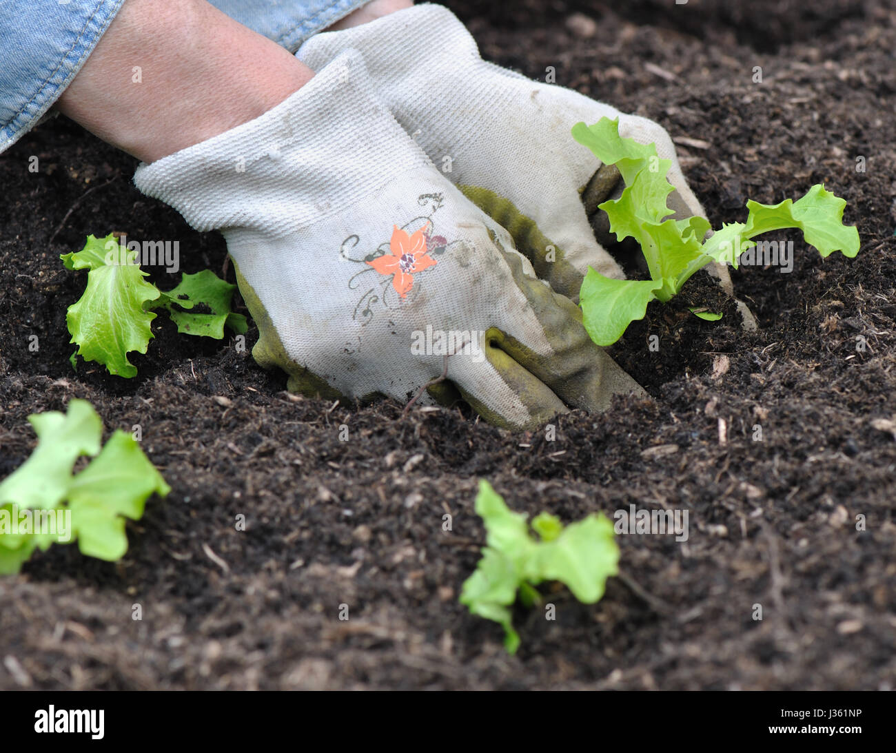 woman hands planting lettuce in garden soil Stock Photo Alamy