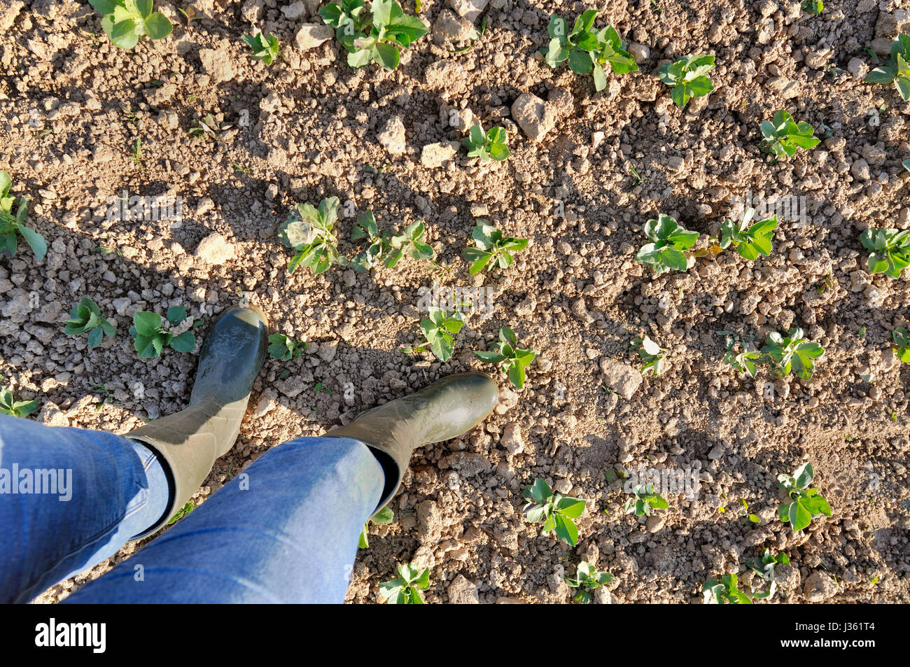 farmer wearing boots  in a field of seedlings Stock Photo