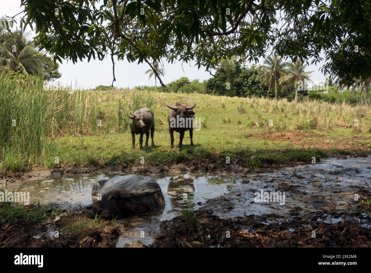 Polillo Island, Philippines - April 30, 2017: Carabaos resting under the shade on the Pandanan Island in the Philippines. Stock Photo