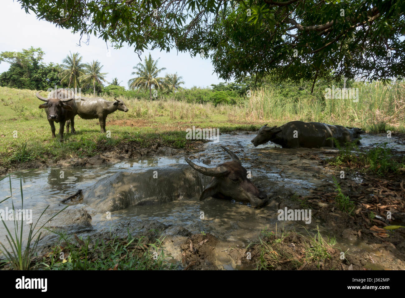 Polillo Island, Philippines - April 30, 2017: Carabaos resting under the shade on the Pandanan Island in the Philippines. Stock Photo