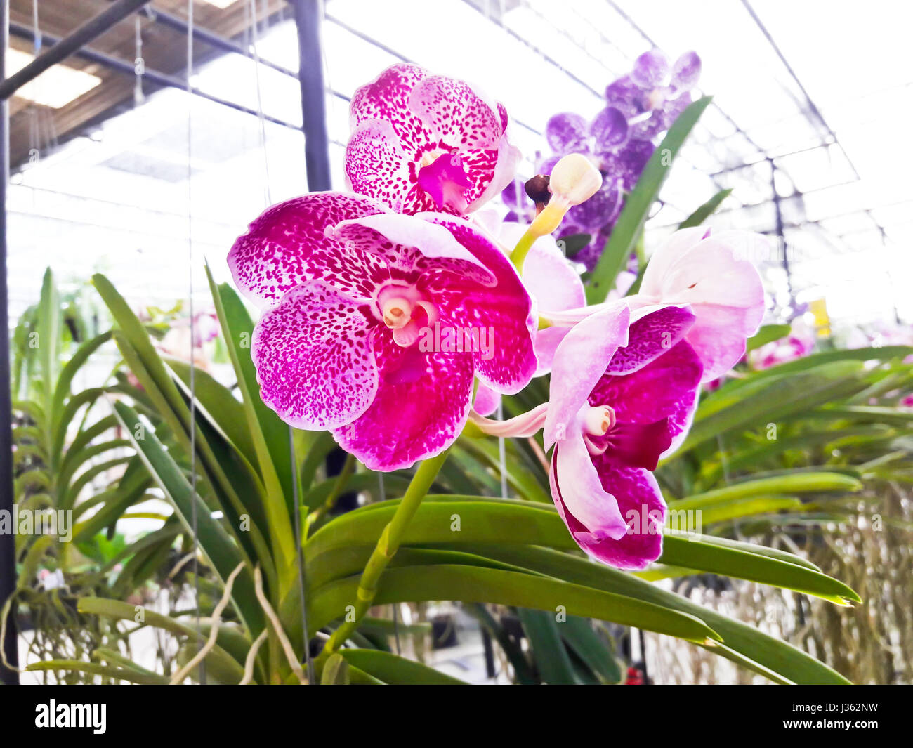 Beautiful violet orchid in garden Stock Photo