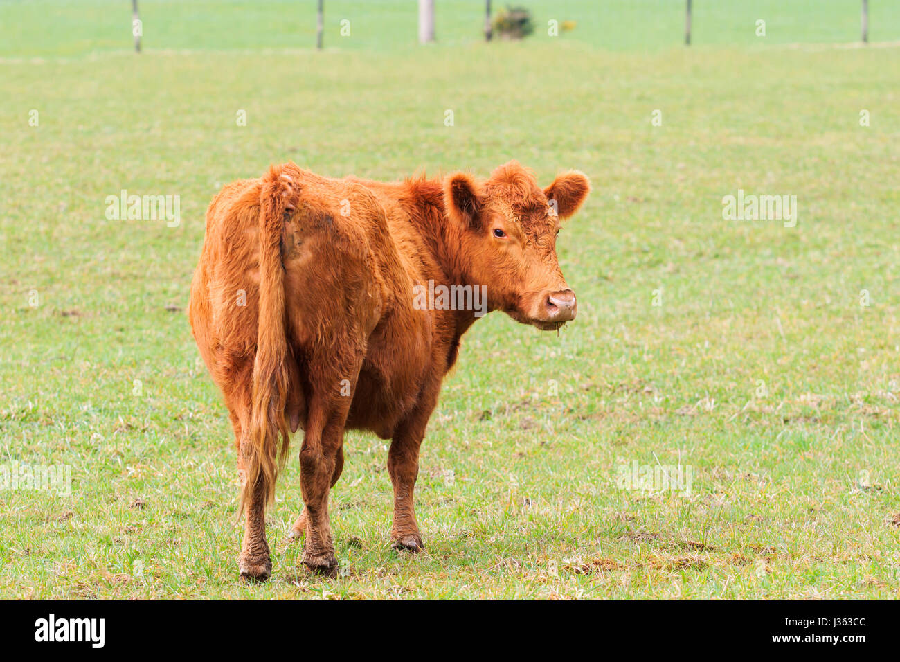 cow ,livestock in new zealand farm field Stock Photo Alamy