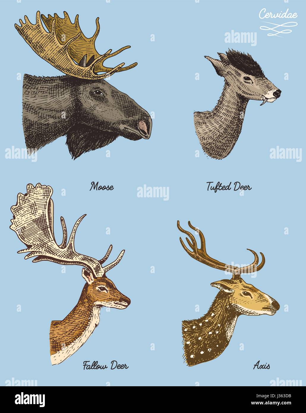 moose or eurasian elk, tufted deer, roe or doe, axis vector hand drawn ...