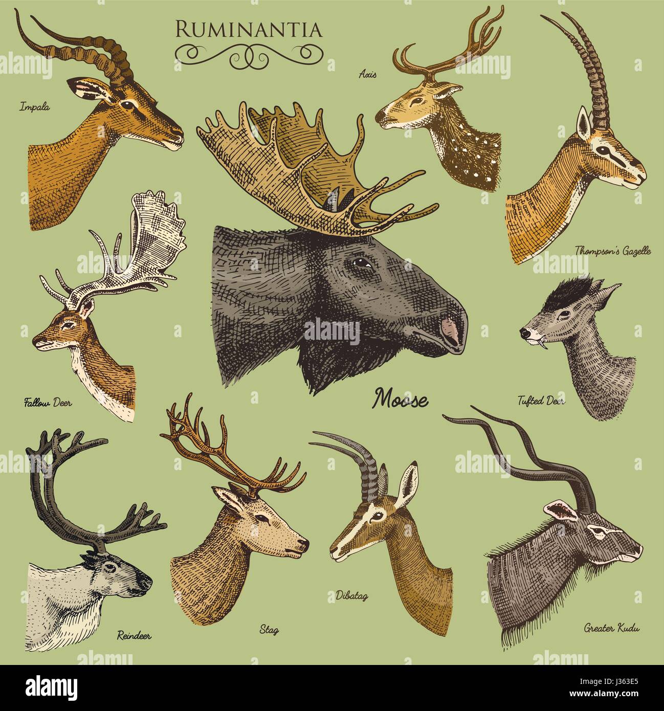Big set of Horn, antlers Animals moose or elk with impala, gazelle and  greater kudu, fallow
