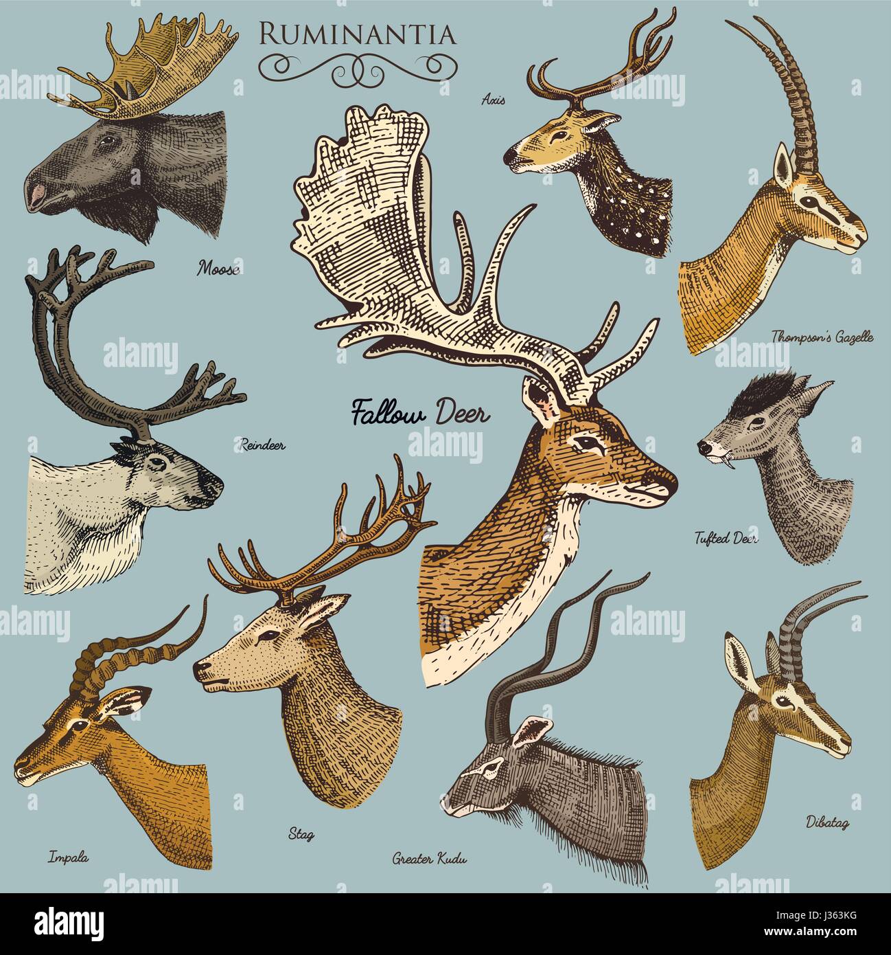 Big set of Horn, antlers Animals moose or elk with impala, gazelle and  greater kudu, fallow deer reindeer and stag, doe or roe deer, axis and  dibatag Stock Vector Image & Art -