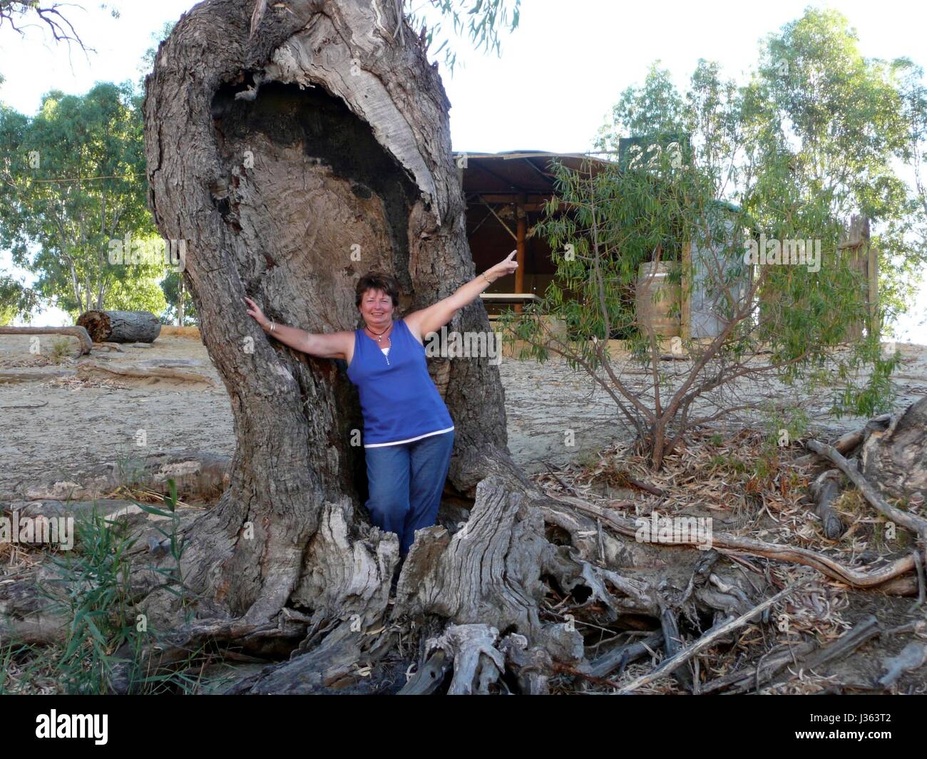 Women standing in a hollow Bottle Tree Stock Photo