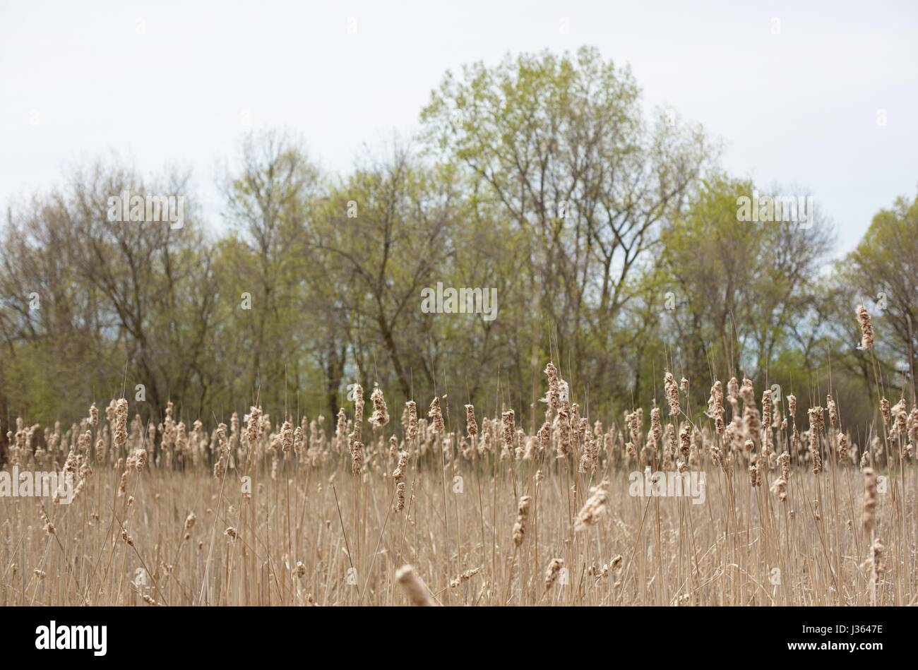 Cattails growing in a marshy area in Minnesota Stock Photo Alamy