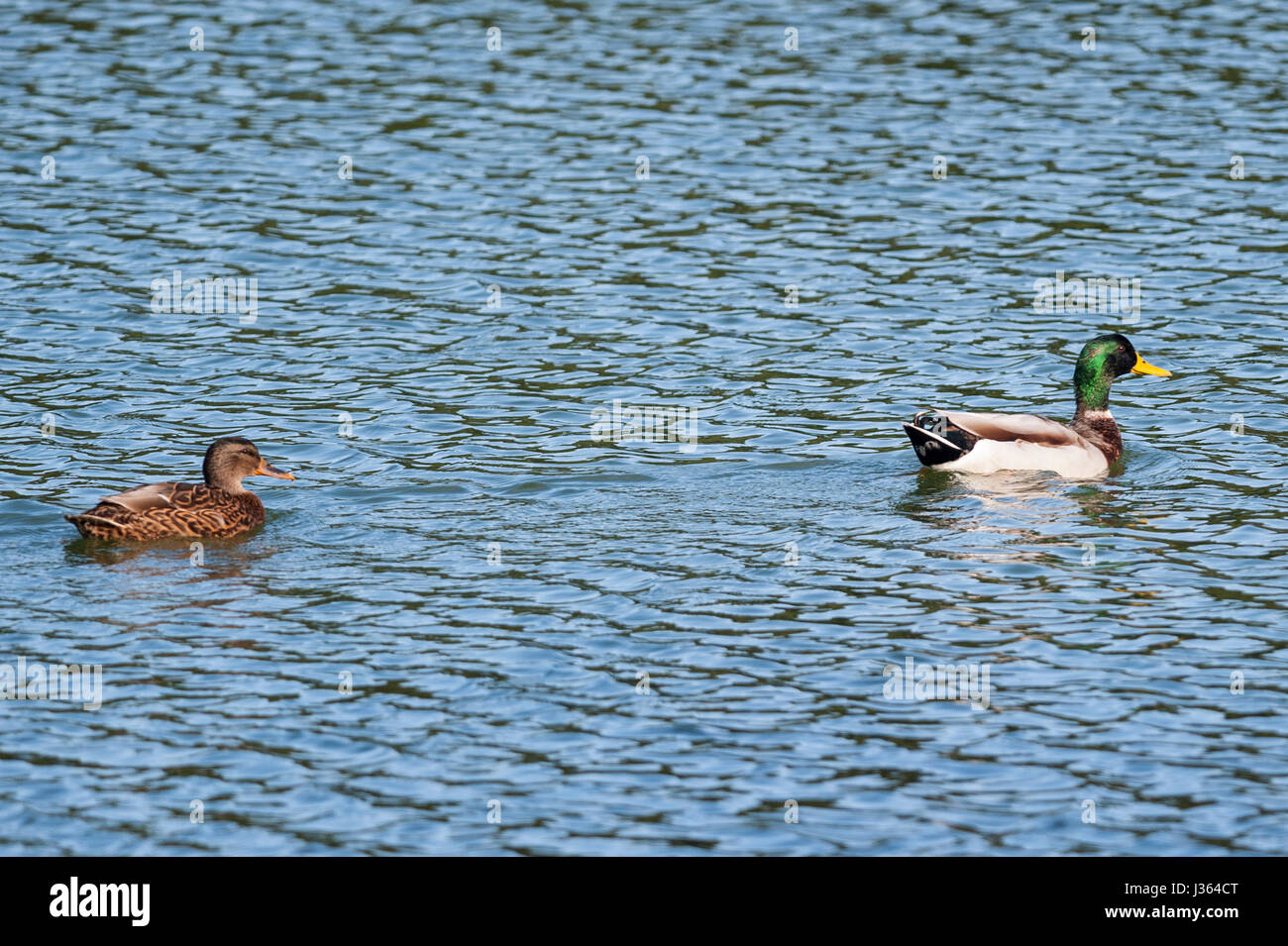 Mallard Ducks (Anas platyrhynchos) in the uk Stock Photo