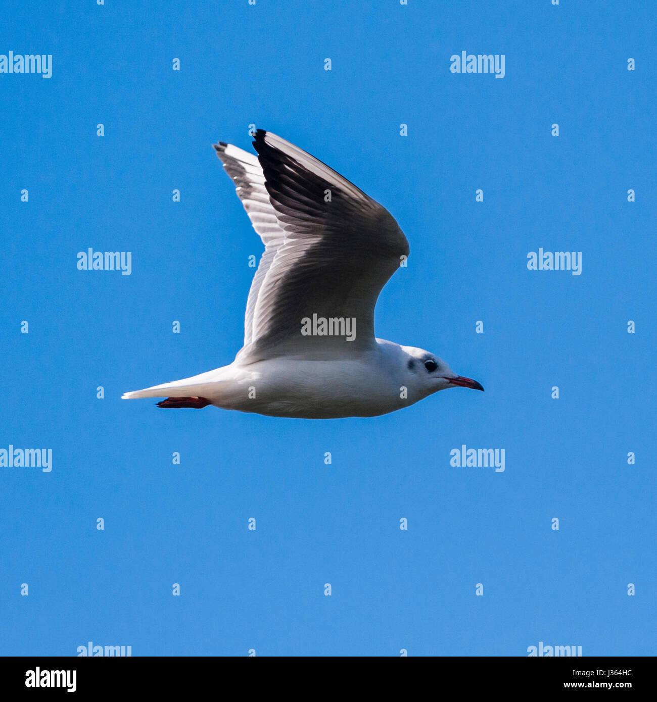 A seagull sea gull in flight in the Uk Stock Photo