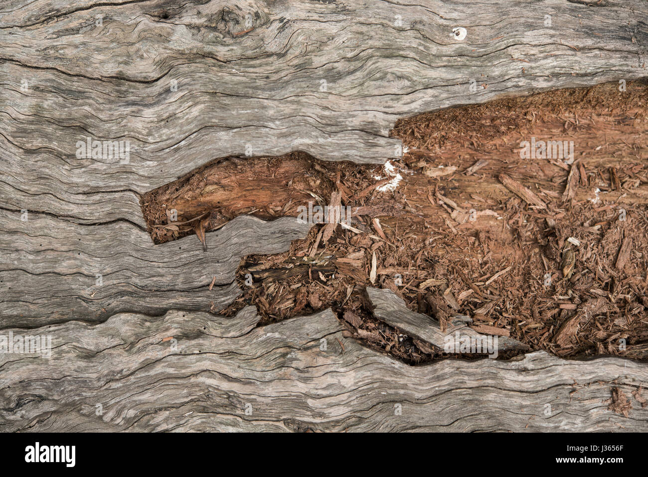 Hurt texture hi-res stock photography and images - Alamy