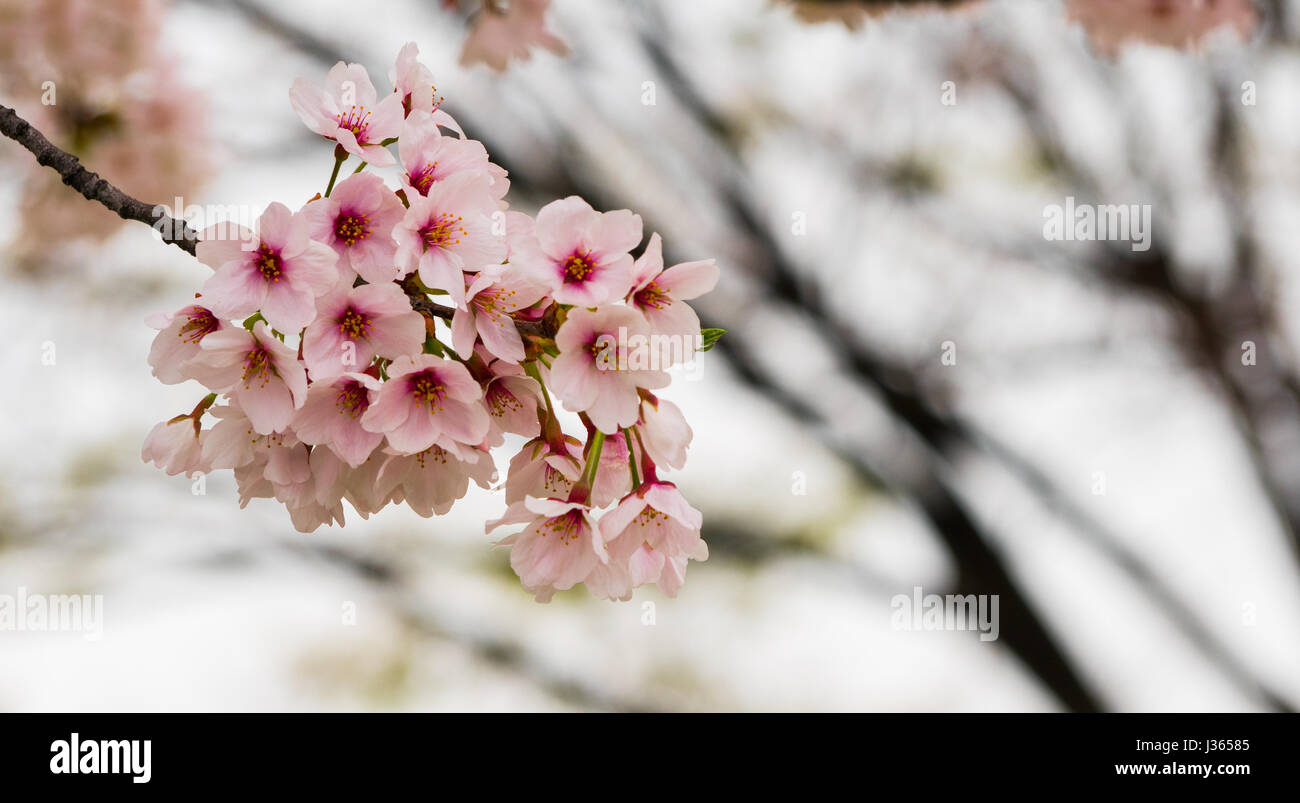 Close - up of Japan Cherry blossom fullbloom in spring season in japan ...