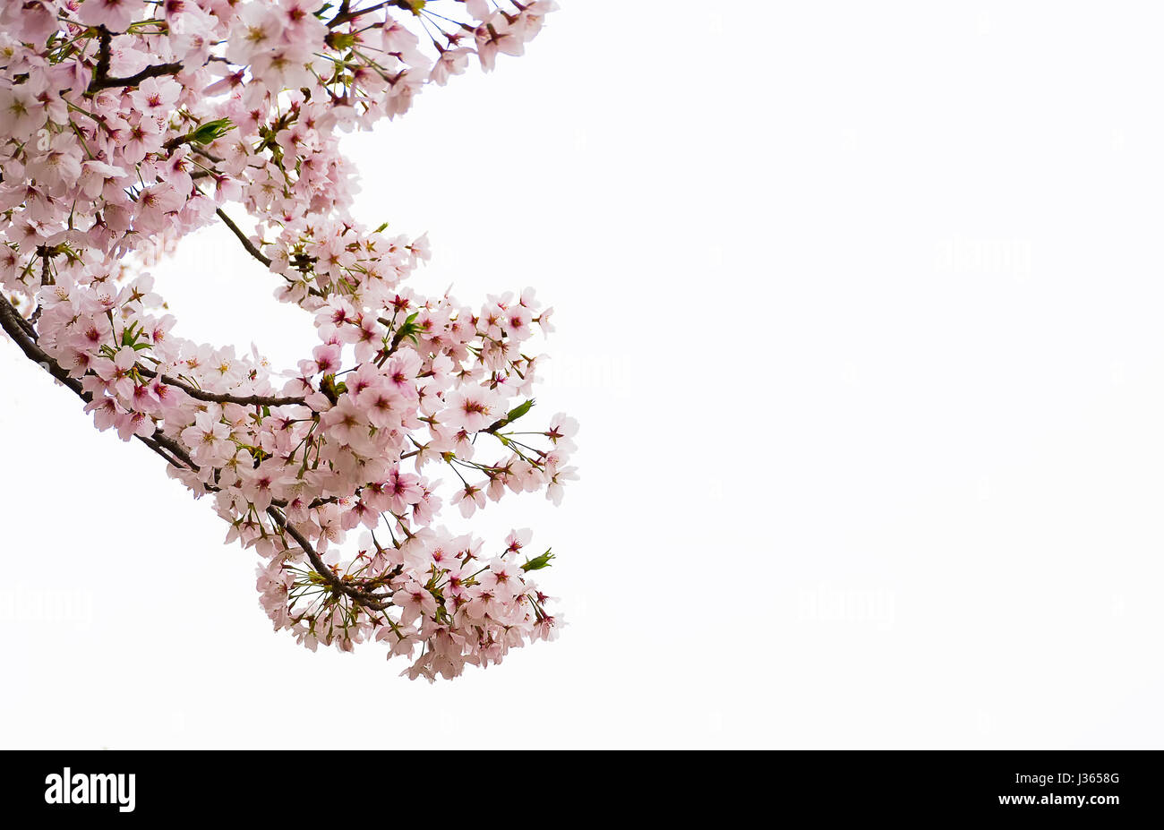 Group of Japan Cherry blossom fullbloom in spring on white background ...