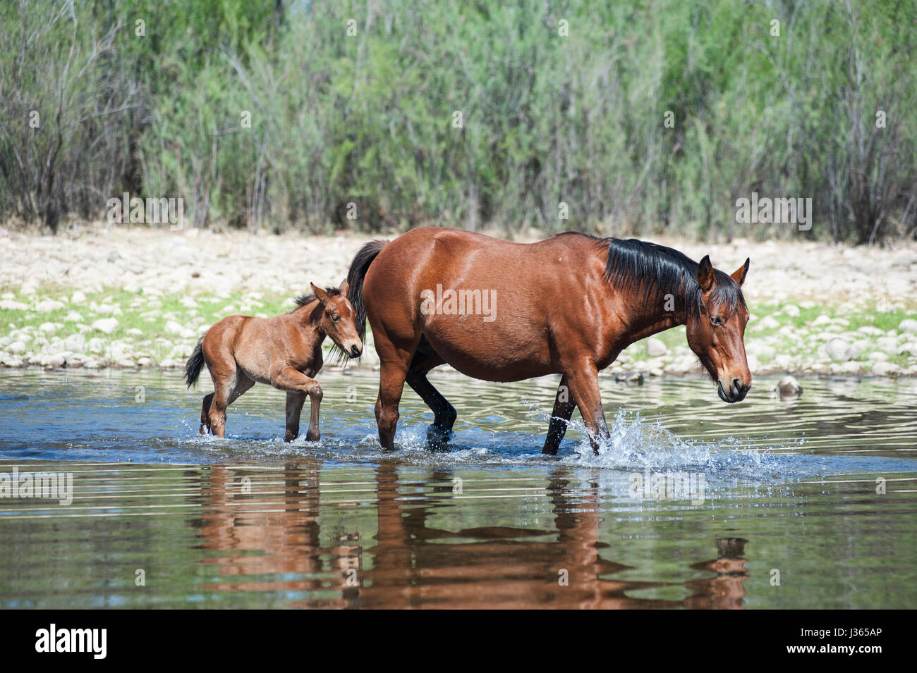 Salt River Wild Horses in Arizona Stock Photo Alamy
