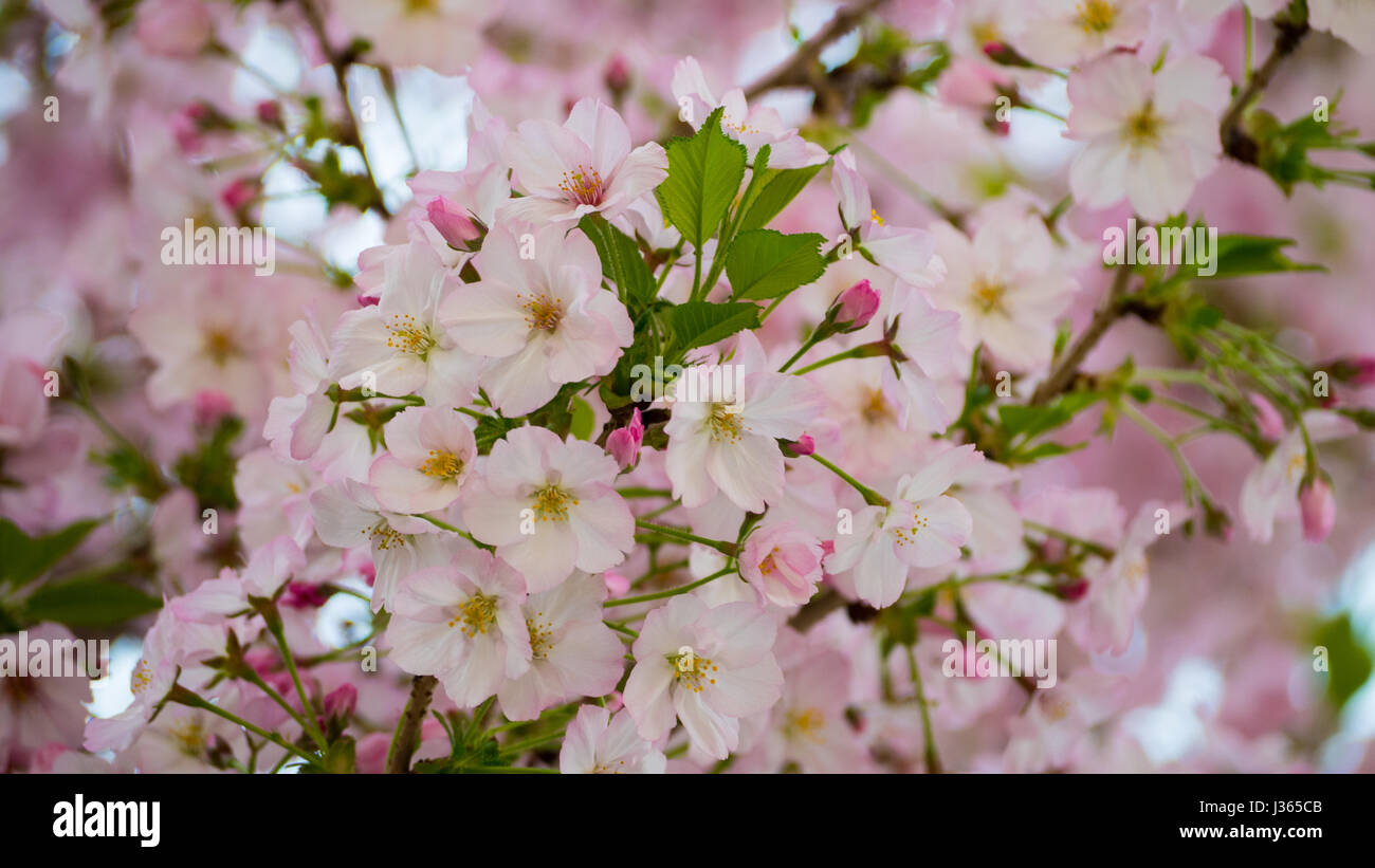 Close - up of Japan Cherry blossom fullbloom in spring season in japan ...