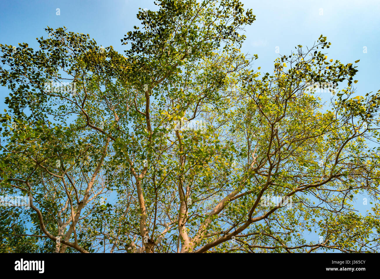 Giant stem of pterocarpus indicus tree against sun Stock Photo